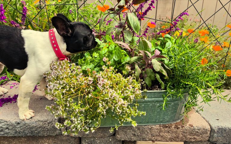 D39396FB E8FD 4AA0 9683 786A13C1F333 768x479