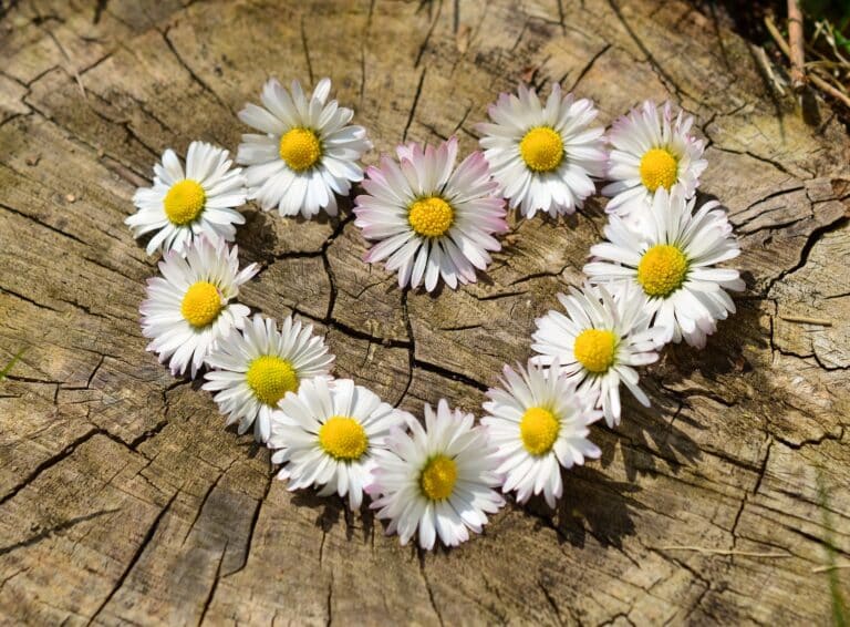 daisies gf137e858b 1920 768x566