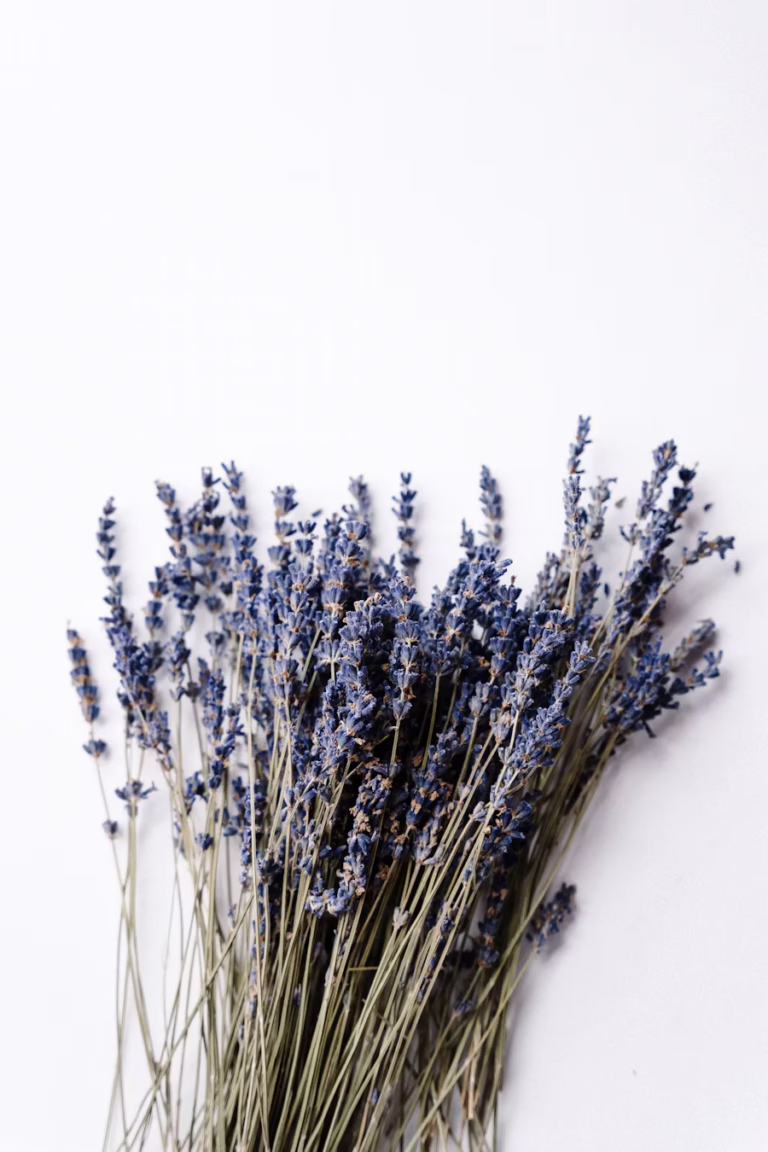 dried lavendar 768x1152