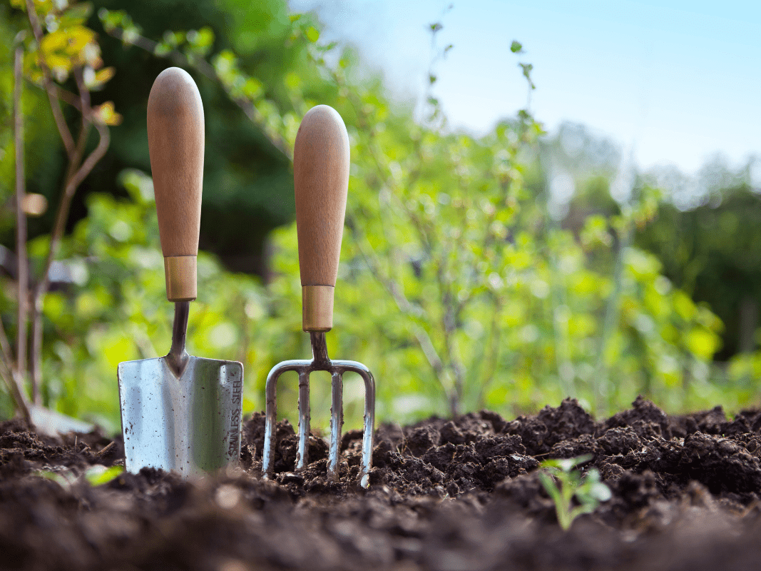 Dig-in to school gardens on June 17 with our School Garden