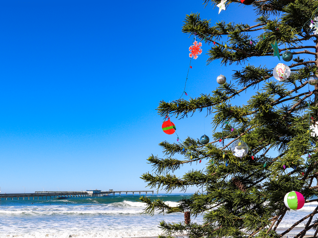 San Diego Events January 2025 Jilly Marlene