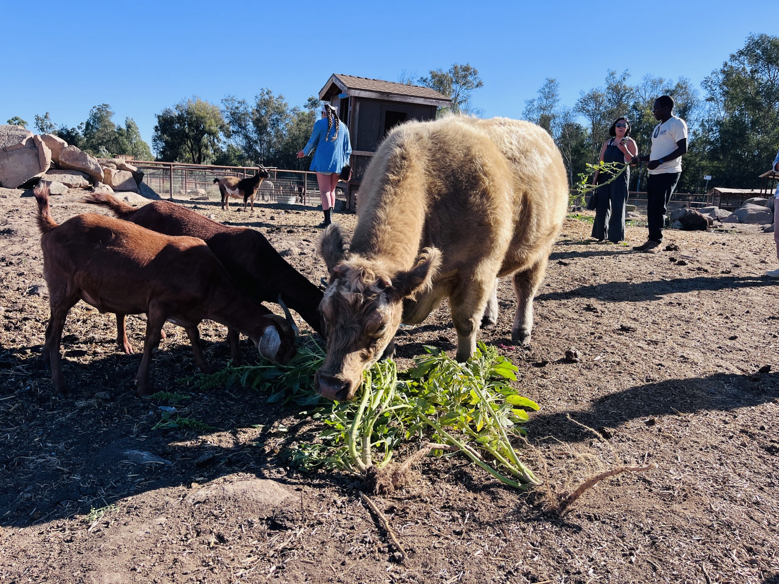 hukama produce farm