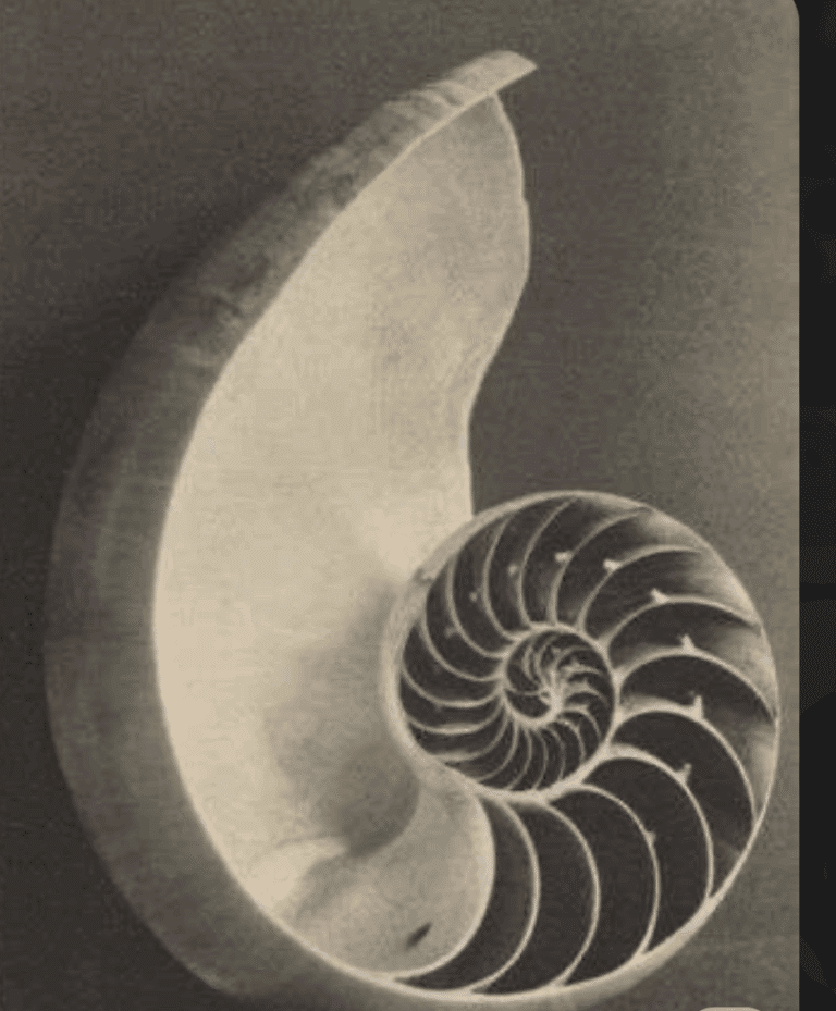 Screenshot 2025 08 14 at 11.13.50 AM 768x929