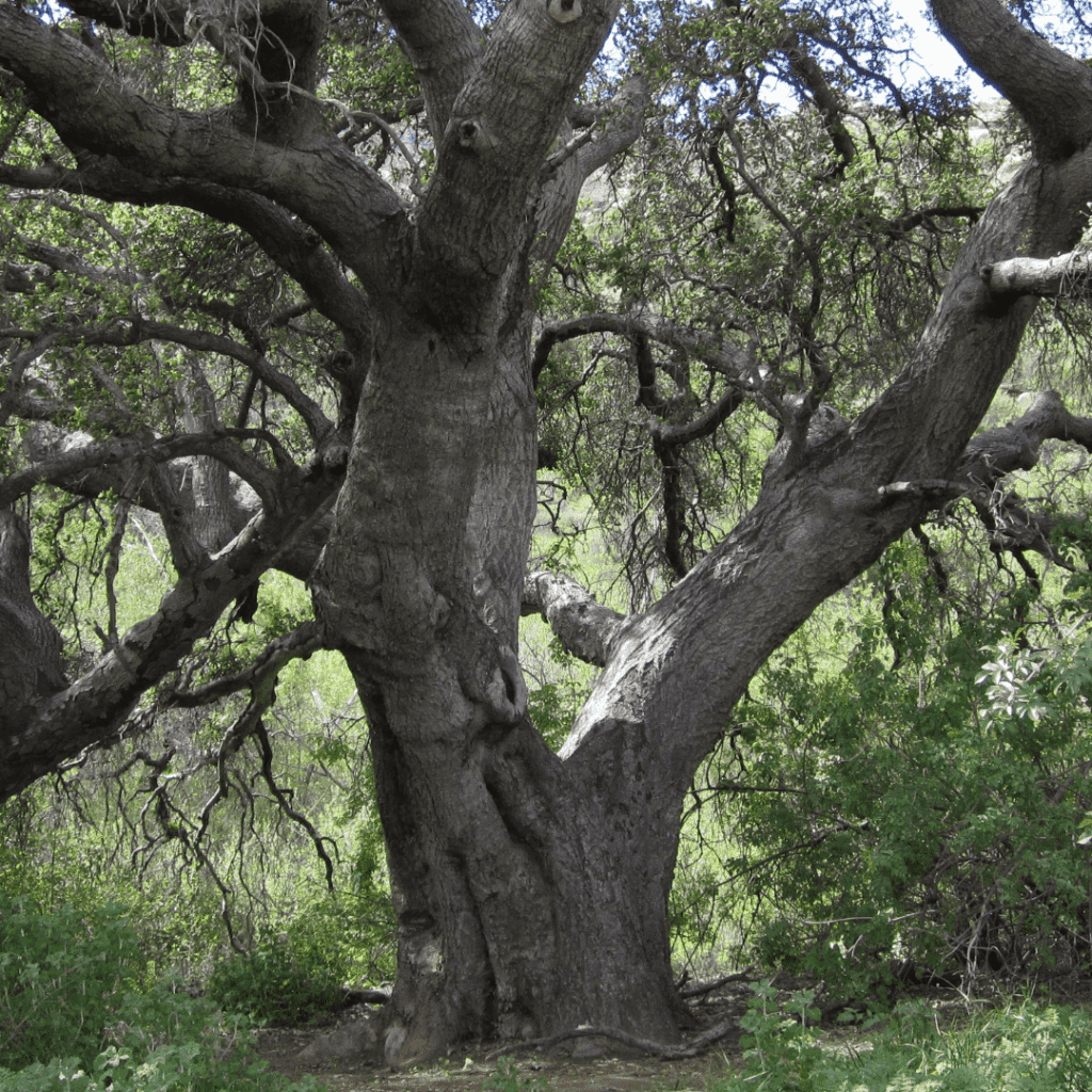 In-Person Saturday Qigong Class