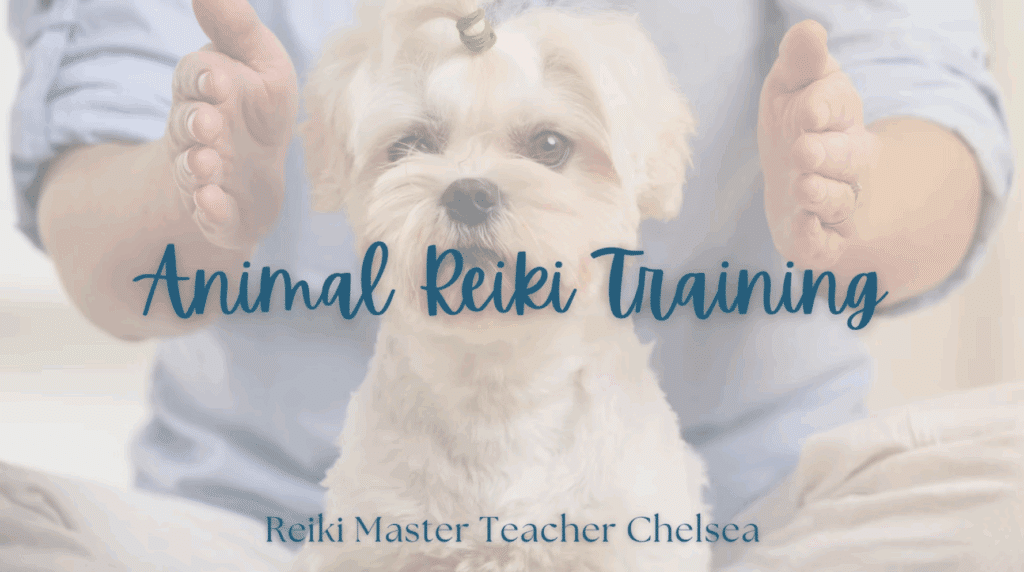 Animal Reiki Training